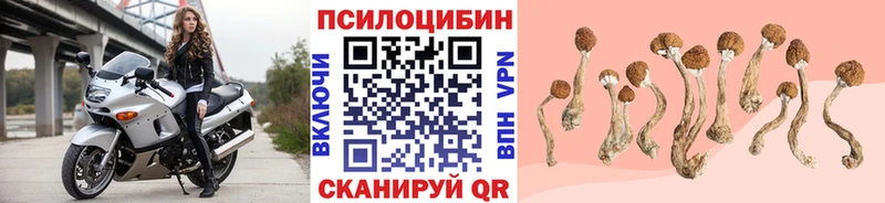 кракен зеркало  закладки  Омутнинск  Псилоцибиновые грибы Psilocybine cubensis 